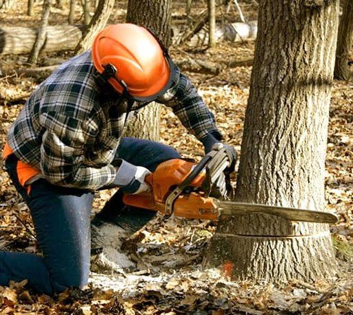 Tree Removal in Winnie, TX